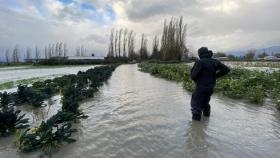 Покровные культуры спасли урожаи канадских фермеров